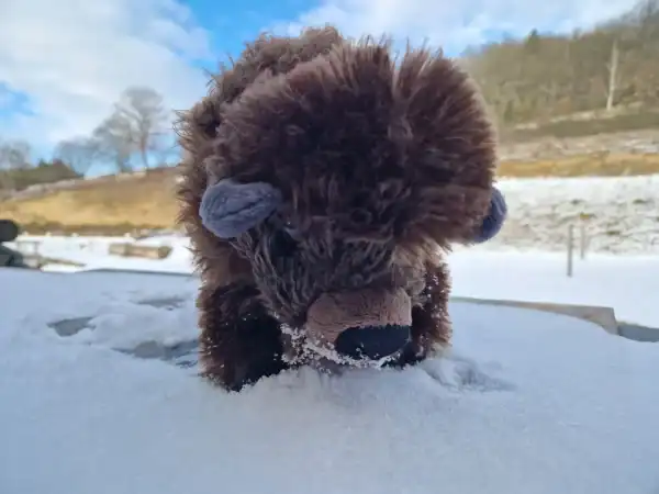 BENNO - der Kuschelbison – Bild 2