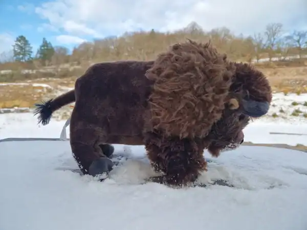 BENNO - der Kuschelbison