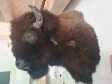 Bison - Kopfschulterpräparat